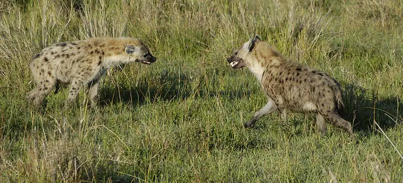 Spotted Hyena Fighting