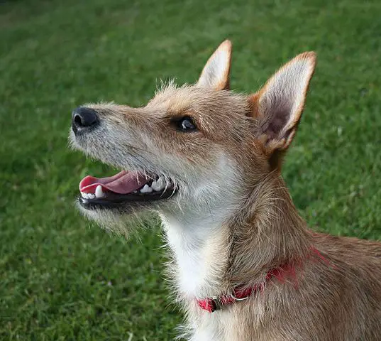 Terrier Mixed Breed