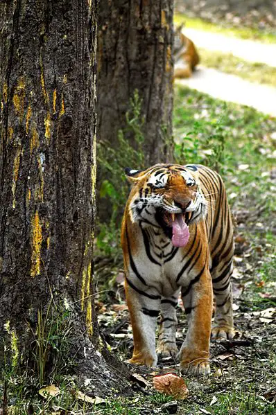 Tiger Behaviour