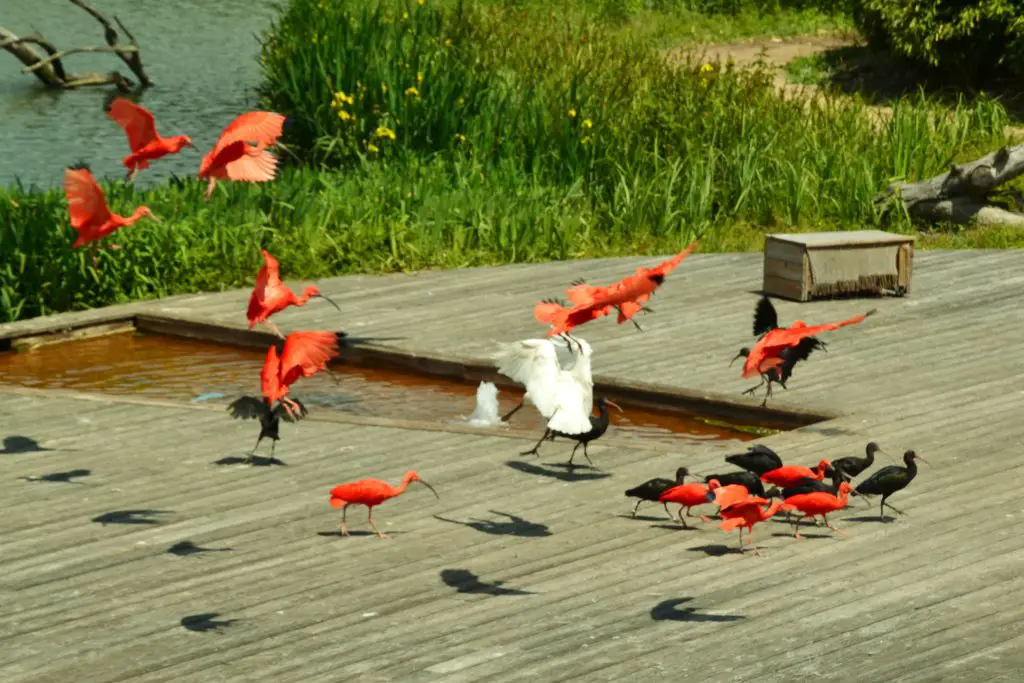 cardinal-flock