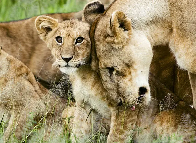 Lions Cubs