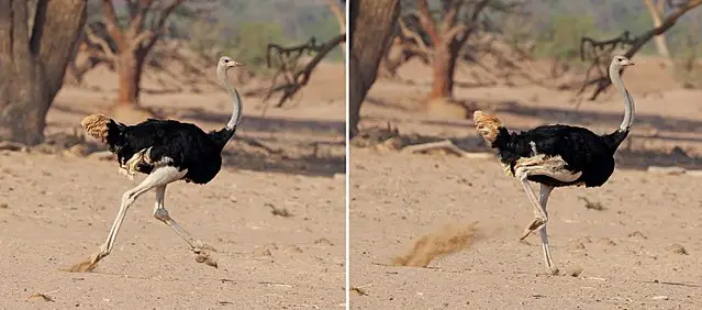 Ostrich Running