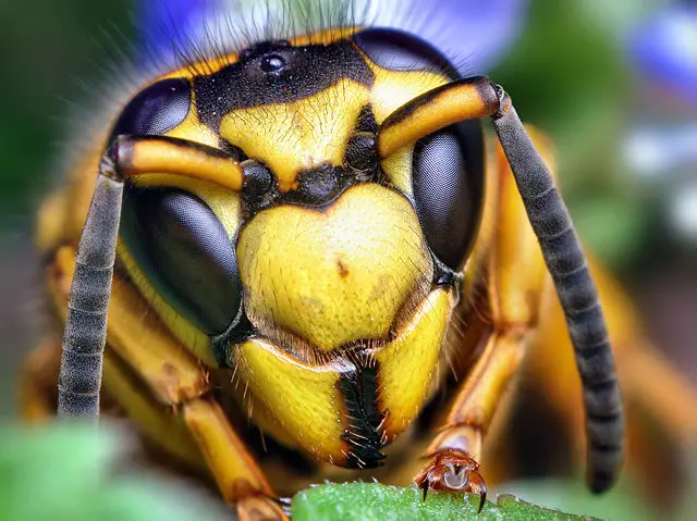 Yellow Jacket Wasp Appearance 