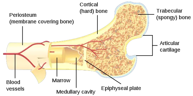 Bone Cross Section