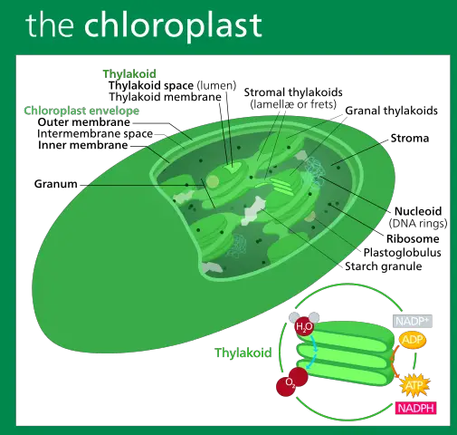Chloroplasts Structure