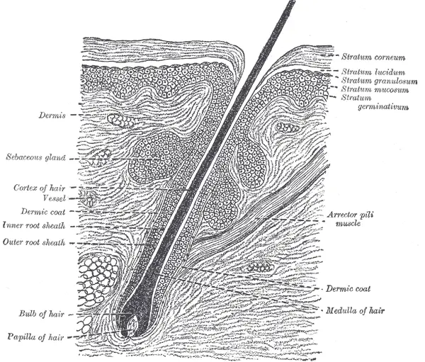 Hair Root