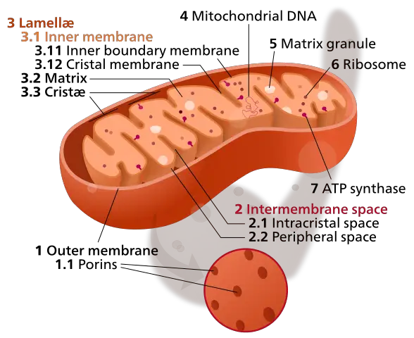 Mitochondrion Strcuture
