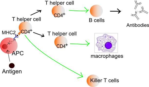 T helper cells