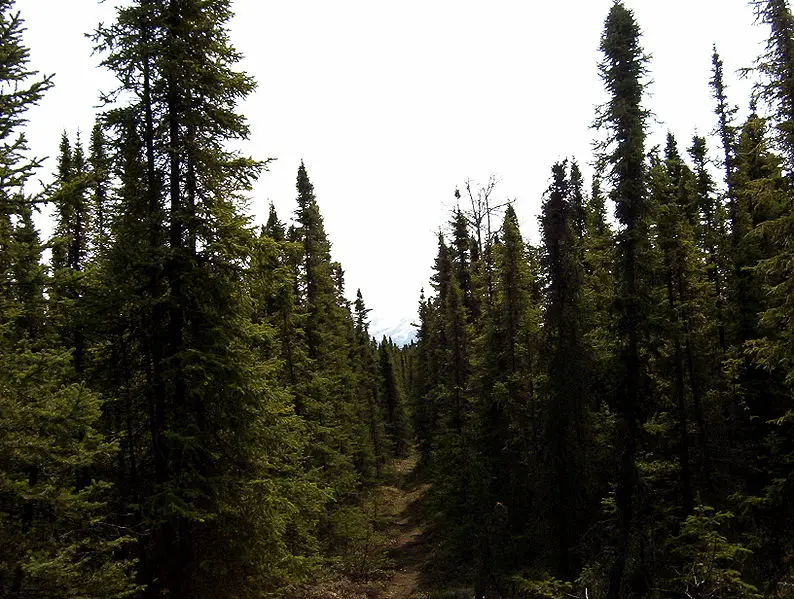 Taiga spruce forest in the Kenai National Wildlife Refuge