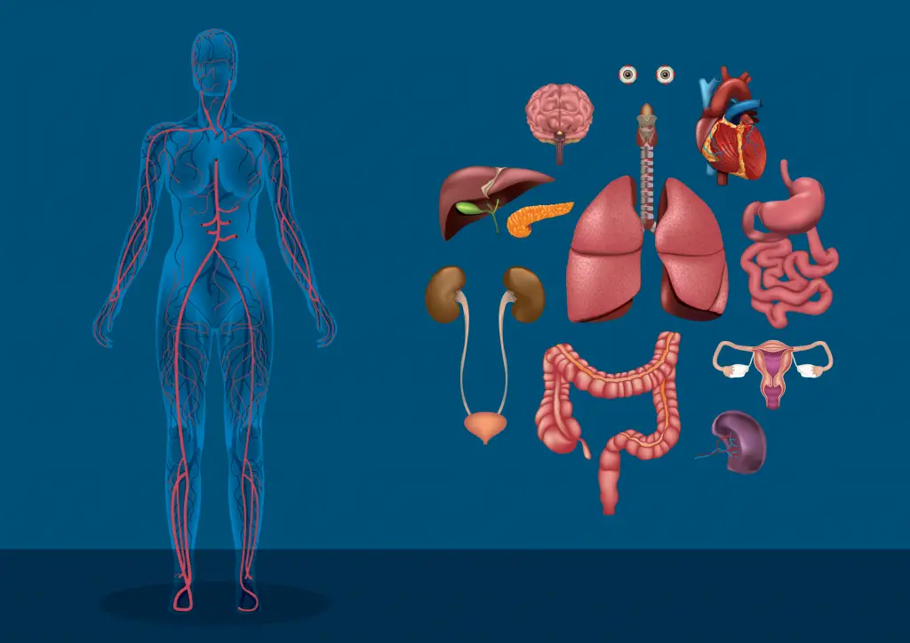 Biology - Human Body and More | Savvy Leo