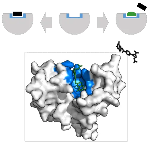 enzyme binding site