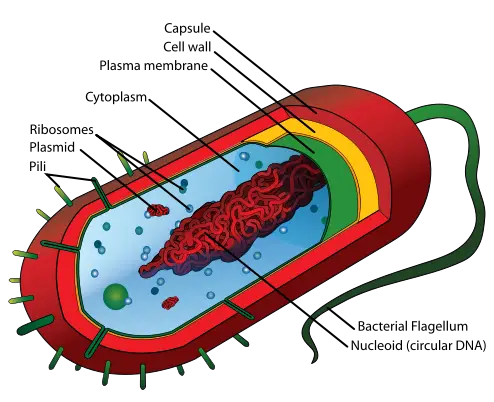 prokaryote cell structure