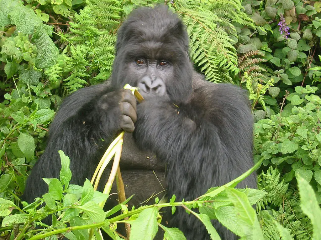 gorilla eating banana