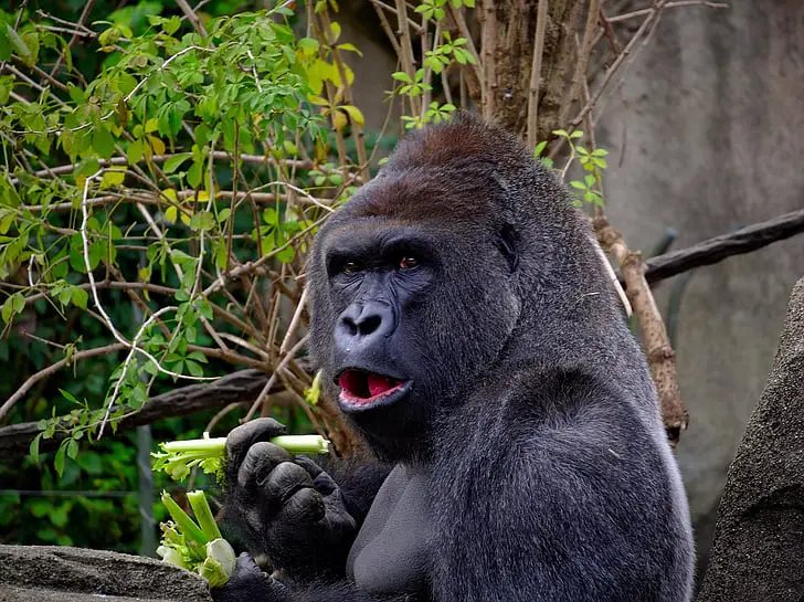 gorilla eating